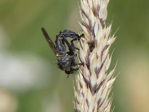 Eutolmus rufibarbis
